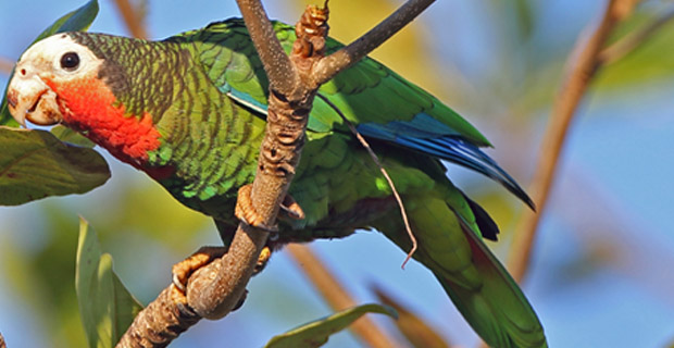 Bird Watching in Zapata Cuba
