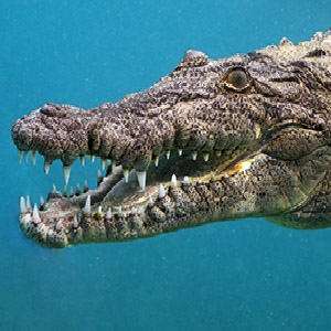 Cuban crocodile, Nature Tours & Travel