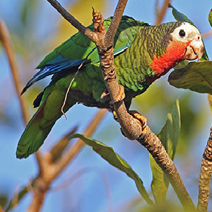 Cuban parrot, Cuba Bird Watching Tours & Travel