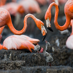 Flamingoes in Peninsula de Zapata, Cuba. Birdwatching Tours & Travel